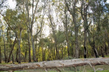 evocative close-up image of a fallen tree in a wood