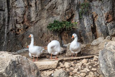 evocative image of a group of geese among rocks