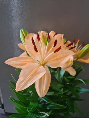 evocative close-up image Red lily or St. John's lily (Lillium bulbiferum),a succulent plant that grows in Sicily