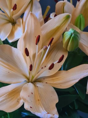 evocative close-up image Red lily or St. John's lily (Lillium bulbiferum),a succulent plant that grows in Sicily