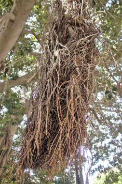evocative image of the dry part of the foliage of a tree in the Mediterranean scrub