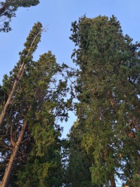 evocative image of tree trunks silhouetted against a blue skyin the Mediterranean scrub