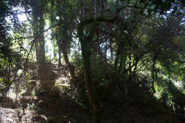 Güney İtalya 'daki Akdeniz maketinin çalılıkların canlandırıcı görüntüsü.