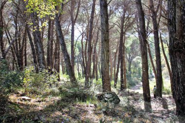 Güney İtalya 'daki Akdeniz maketinin çalılıkların canlandırıcı görüntüsü.