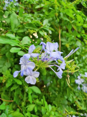 Piombaggine ya da Mavi yasemin ya da Mavi sardunya 'nın (Plumbago auriculata) Sicilya' da yetişen bir bitkinin anımsatıcı yakın plan görüntüsü.