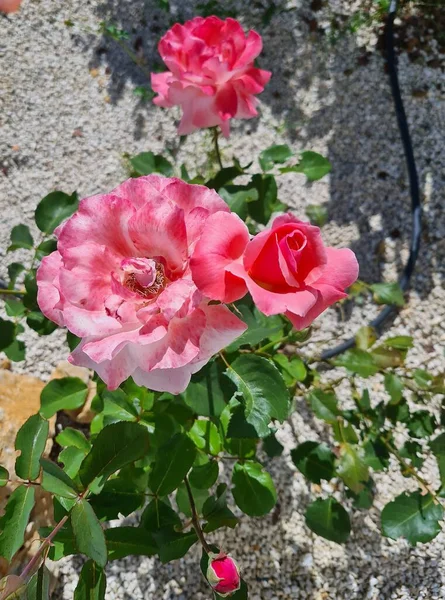 Воспоминательный Крупным Планом Образ Rosa Cinese Rosa Chinensis Декоративный Кустарник — стоковое фото