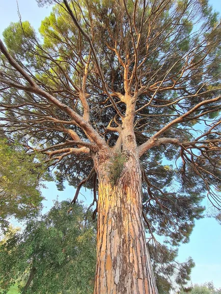地中海灌木丛中一棵孤零零的树的映像 背后是天空 — 图库照片