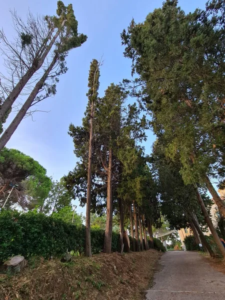 Imagem Evocativa Uma Avenida Arborizada Uma Floresta Matagal Mediterrâneo — Fotografia de Stock