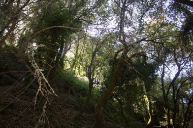Güney İtalya 'daki Akdeniz maketinin çalılıkların canlandırıcı görüntüsü.