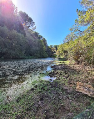Güney İtalya 'daki bir göletin yüzeyinin canlandırıcı görüntüsü.