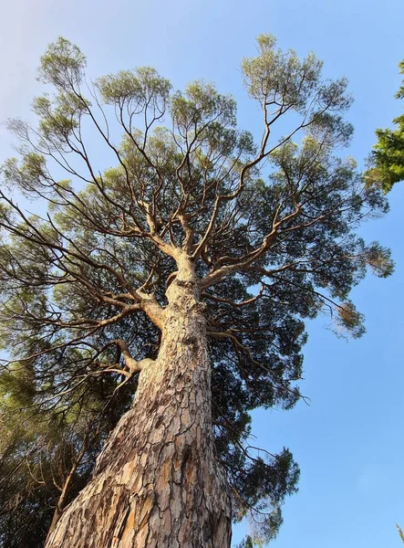 Evocative Image Solitary Tree Mediterranean Scrubwith Sky Background — 图库照片