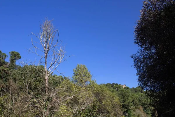 Evocative Image Solitary Tree Mediterranean Scrubwith Sky Background — 图库照片