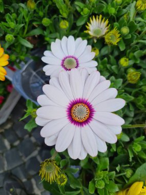 Güney Afrikalı papatya burnu (Osteospermum ecklonis) olarak da bilinen beyaz çiçeğin anımsatıcı yakın plan görüntüsü.