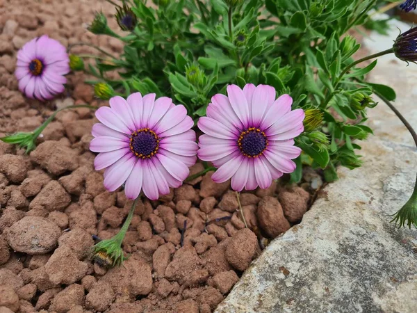 stock image evocative close-up image of a purple flower known asCape daisy (Osteospermum ecklonis) also known as African daisyoriginally from South Africa