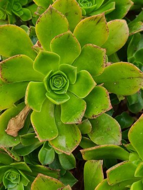 evocative close-up image of Aeonium (aeonium hierrense), a succulent plantwhich grows in Sicily