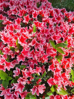 Azalea indica 'nın anımsatıcı yakın plan görüntüsü. Bir Rododendron türü (Rhododendron simsii), her zaman yeşil olan bir ev bitkisi.