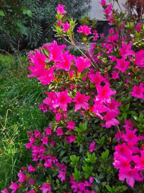 evocative close-up image of Bouganville o Bougainvillea glabra, an ornamental shrubwhich grows in Sicily