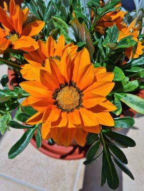 Güney İtalya 'da Sürünen Gazania veya Gazania (Gazania rigens) olarak bilinen turuncu çiçeğin anımsatıcı yakın plan görüntüsü bulundu