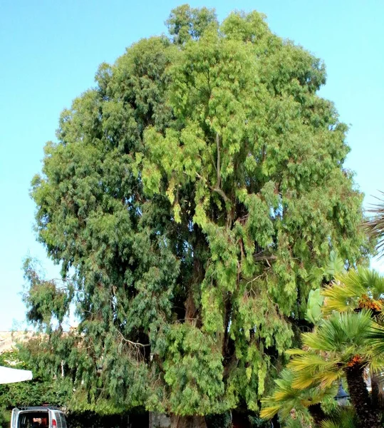 stock image evocative image of the crown of a very green tree under a beautiful blue sky