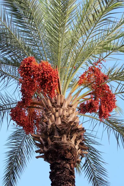 Levensecht Close Beeld Van Een Palmboom Met Dadelvruchten — Stockfoto