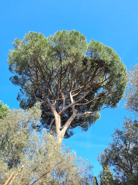 在美丽的蓝天下 一棵非常绿的树的树冠令人联想起的景象 — 图库照片
