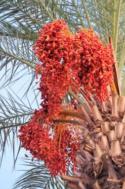 Hurma ağacının meyveli hali gibi.