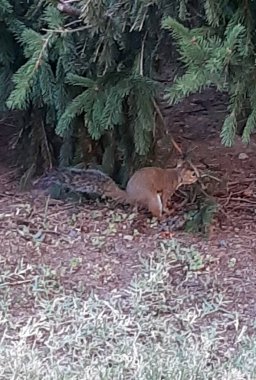 Bir sincabın şehir bahçesindeki bir ağacın altında hareket halindeki bir sincabın canlandırıcı görüntüsü bir sincabın şehir bahçesindeki bir ağacın altında hareket halindeki görüntüsü.