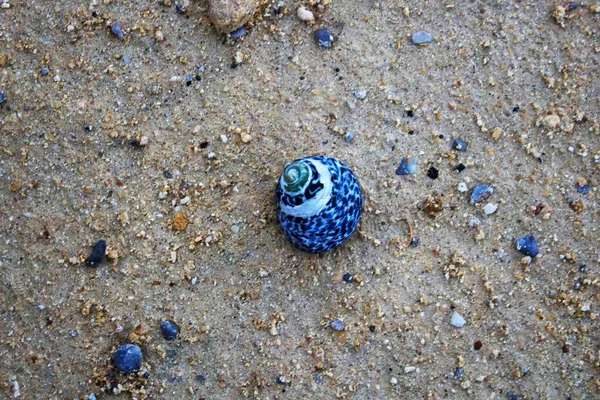 Stimmungsvolles Bild Einer Kleinen Muschel Einem Strand Italien — Stockfoto