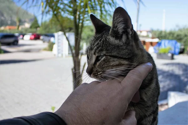 Υποβλητική Εικόνα Αδέσποτης Ευρωπαϊκής Γάτας Στη Σικελία — Φωτογραφία Αρχείου