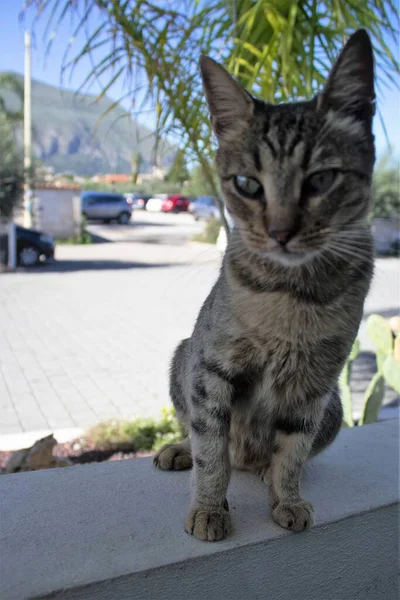 Egy Szicíliában Élő Kóbor Európai Macska Felidéző Képe — Stock Fotó