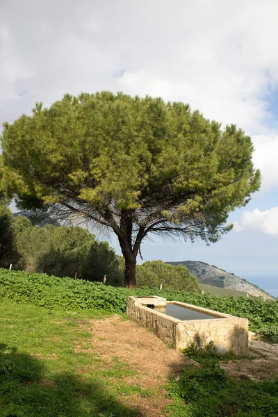Evocative Image Water Trough Animals Tree Southern Italy — Stock Photo, Image