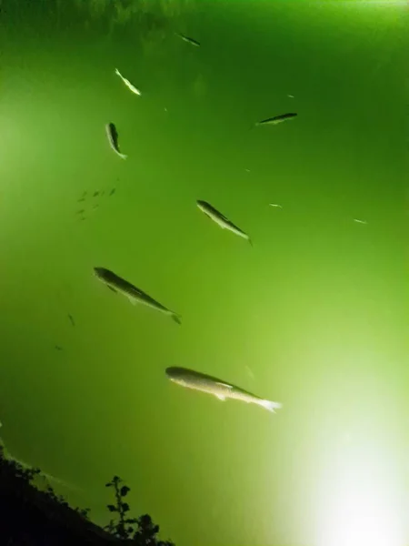 Воспоминательное Изображение Крупных Рыб Плавающих Аквариуме Ночью — стоковое фото