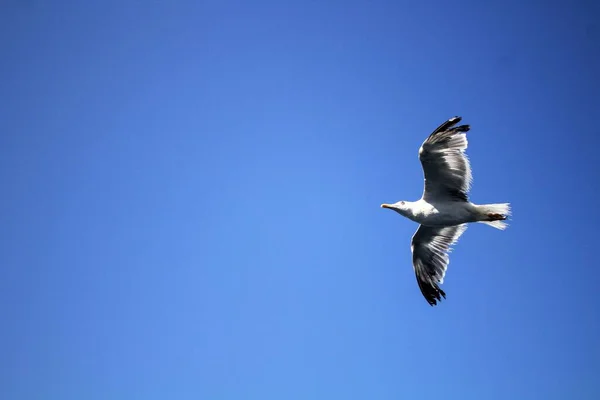 Seagull Flying High Sky Sky Background — Stockfoto