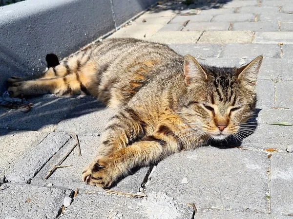 Evokativní Obraz Toulavé Evropské Kočky Přítomné Sicílii — Stock fotografie