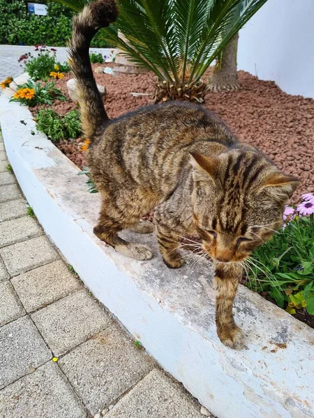 Sicilya Başıboş Bir Avrupalı Kedinin Canlandırıcı Görüntüsü — Stok fotoğraf