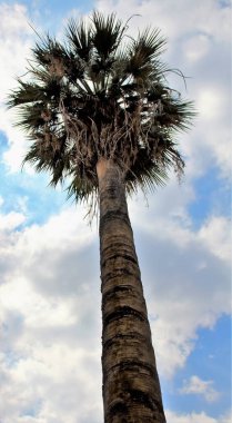İtalya 'da mavi gökyüzünün altındaki bir ağacın canlandırıcı görüntüsü