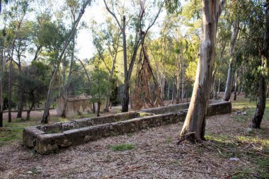 Güney İtalya 'daki Akdeniz maketinin çalılıkların canlandırıcı görüntüsü.