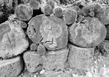 Büyük kesilmiş ahşap kütüklerin anımsatıcı siyah ve beyaz doku görüntüsü