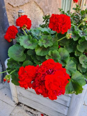 Pelargonium (Pelargonium hororum) türünün anımsatıcı bir görüntüsü, teraslar ve balkonlar için uygun süs bir çalı.