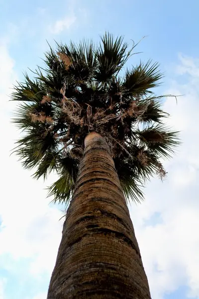 İtalya 'da mavi gökyüzünün altındaki bir ağacın canlandırıcı görüntüsü