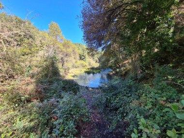 Güney İtalya 'daki bir göletin yüzeyinin canlandırıcı görüntüsü.