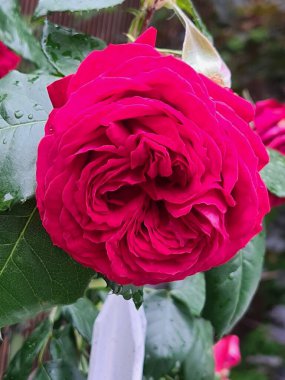 evocative close-up image of Hybrid Tea Rose or Rosa hybrida, an ornamental shrub that grows in Sicily