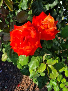 evocative close-up image of Hybrid Tea Rose or Rosa hybrida, an ornamental shrub that grows in Sicily