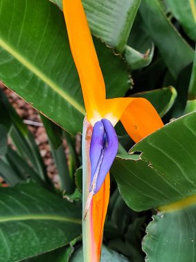 Cennet Kuşu veya Strelitzia (Sterlitzia reginae) olarak bilinen mor çiçeğin yakın plan görüntüsü Güney Afrika 'da Sicilya' da bulunur.