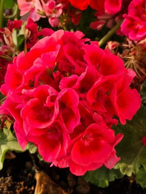 evocative close-up image of domestic or pelargonium (Pelargonium domesticum), a shrubornamental suitable for indoor and outdoor environments