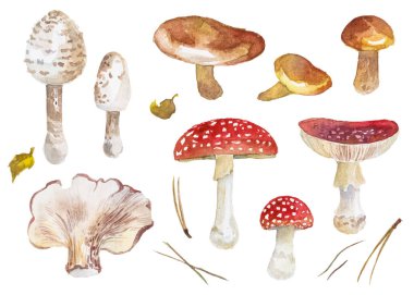 Sonbahar mantarlarının soyut suluboya koleksiyonu. El çizimi doğa elementleri beyaz arkaplanda izole.
