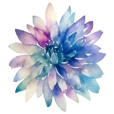 Suluboya yıldız çiçeği boyadı. El çizimi tasarım ögesi beyaz arkaplanda izole edildi.