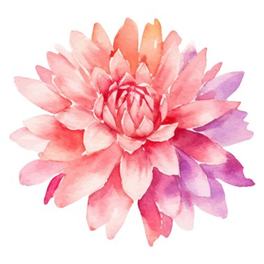 Suluboya yıldız çiçeği boyadı. El çizimi tasarım ögesi beyaz arkaplanda izole edildi.