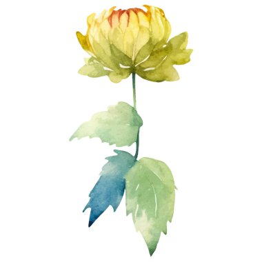 Suluboya yıldız çiçeği boyadı. El çizimi tasarım ögesi beyaz arkaplanda izole edildi.