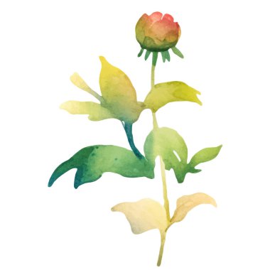 Suluboya yıldız çiçeği boyadı. El çizimi tasarım ögesi beyaz arkaplanda izole edildi.